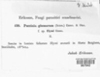 Puccinia glumarum image